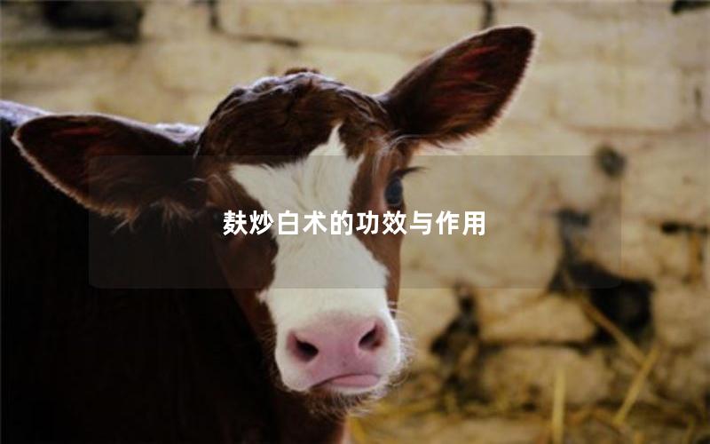 麸炒白术的功效与作用
