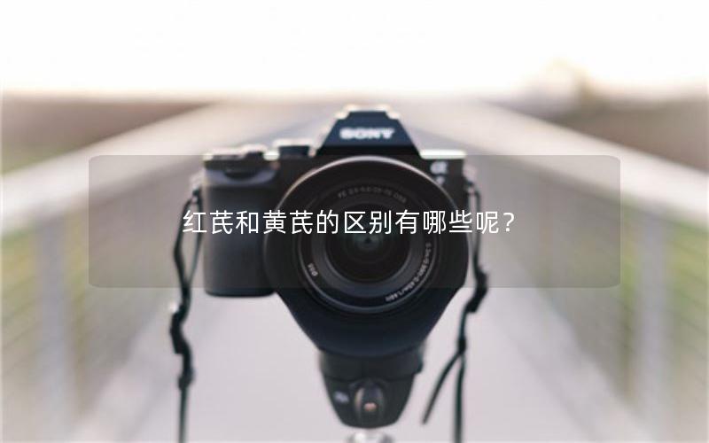 红芪和黄芪的区别有哪些呢？