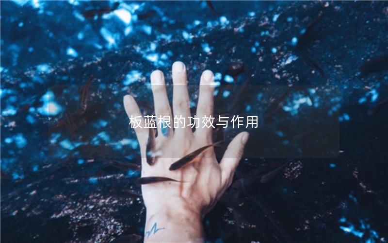 板蓝根的功效与作用