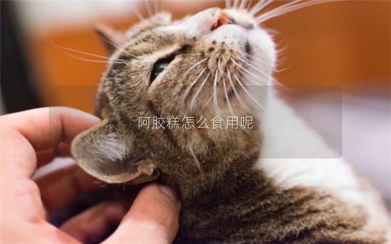 阿胶糕怎么食用呢