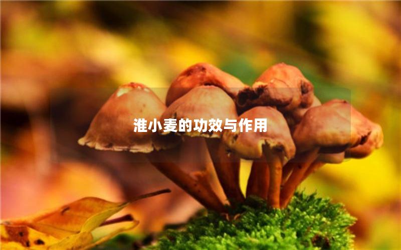 淮小麦的功效与作用