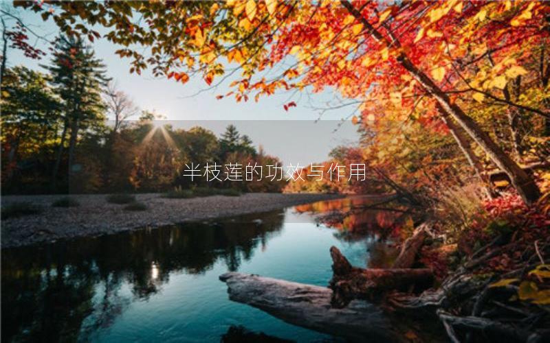 半枝莲的功效与作用