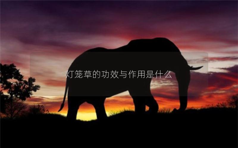 灯笼草的功效与作用是什么