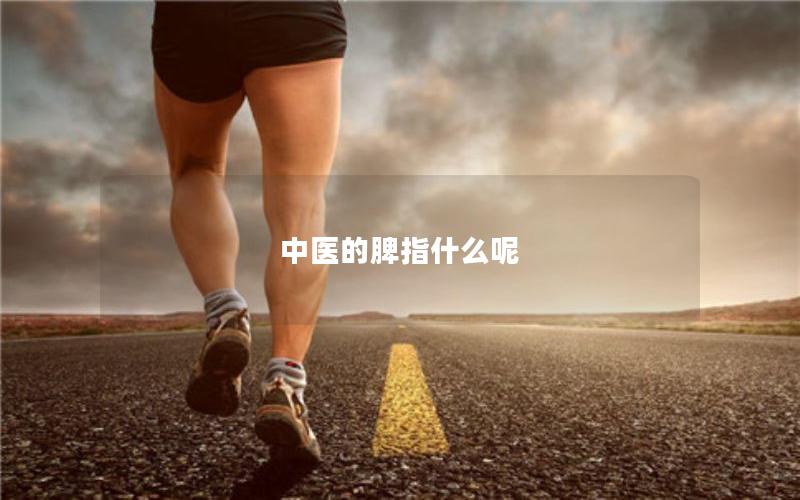 中医的脾指什么呢