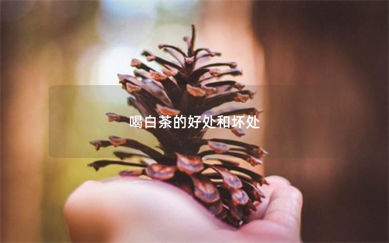 喝白茶的好处和坏处