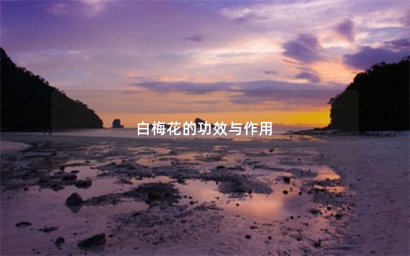 白梅花的功效与作用