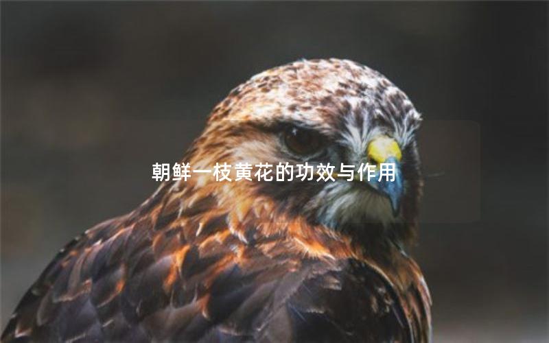 朝鲜一枝黄花的功效与作用