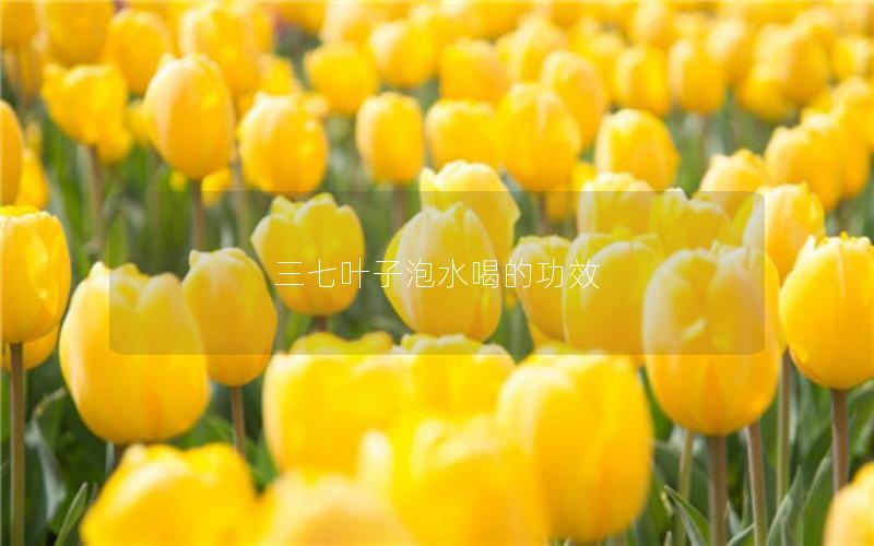 三七叶子泡水喝的功效